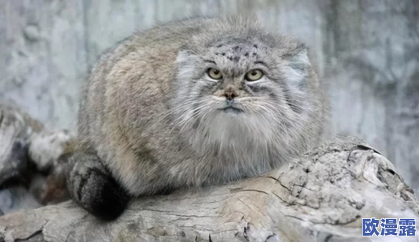 以下哪种动物的瞳孔是长方形的_7月14日每日一题答案